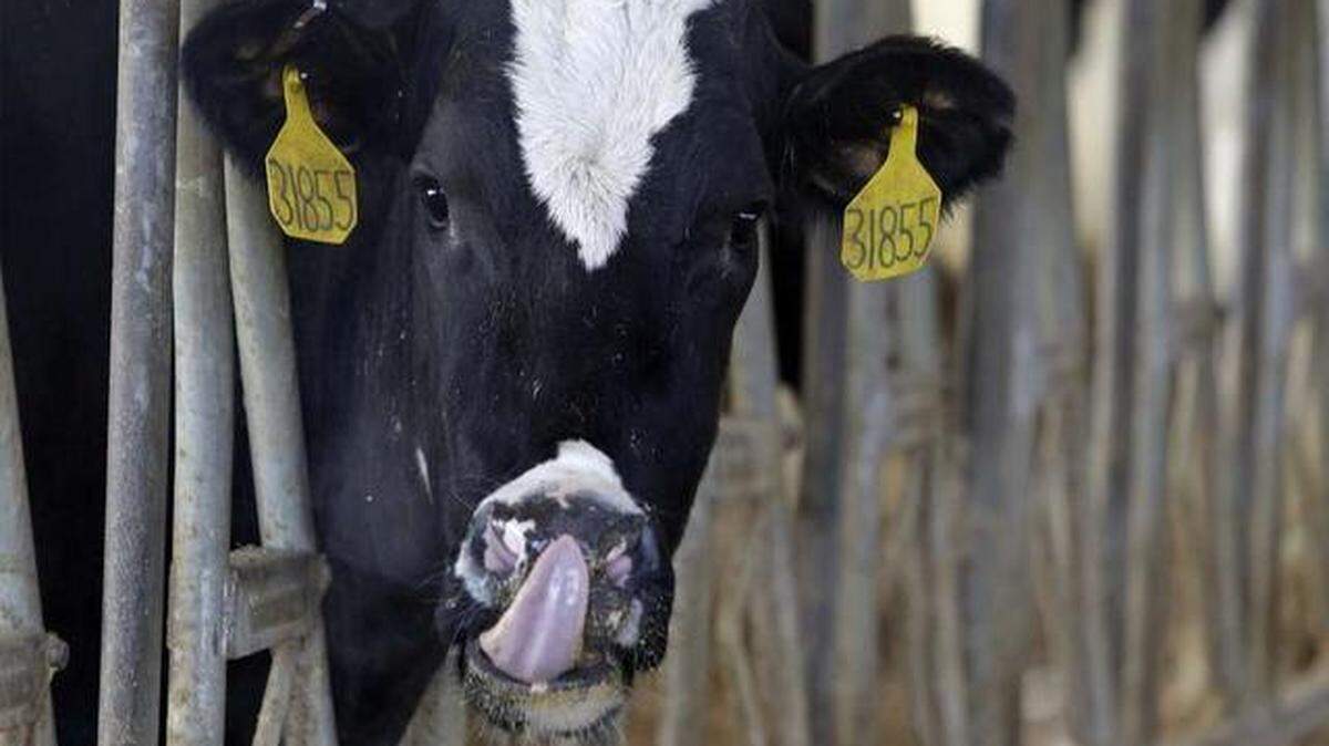 
Higher milk prices contributed to a 39.2 percent jump in revenue at Dairy Farmers of America, the Kansas City-based milk marketing cooperative and dairy foods processor.
