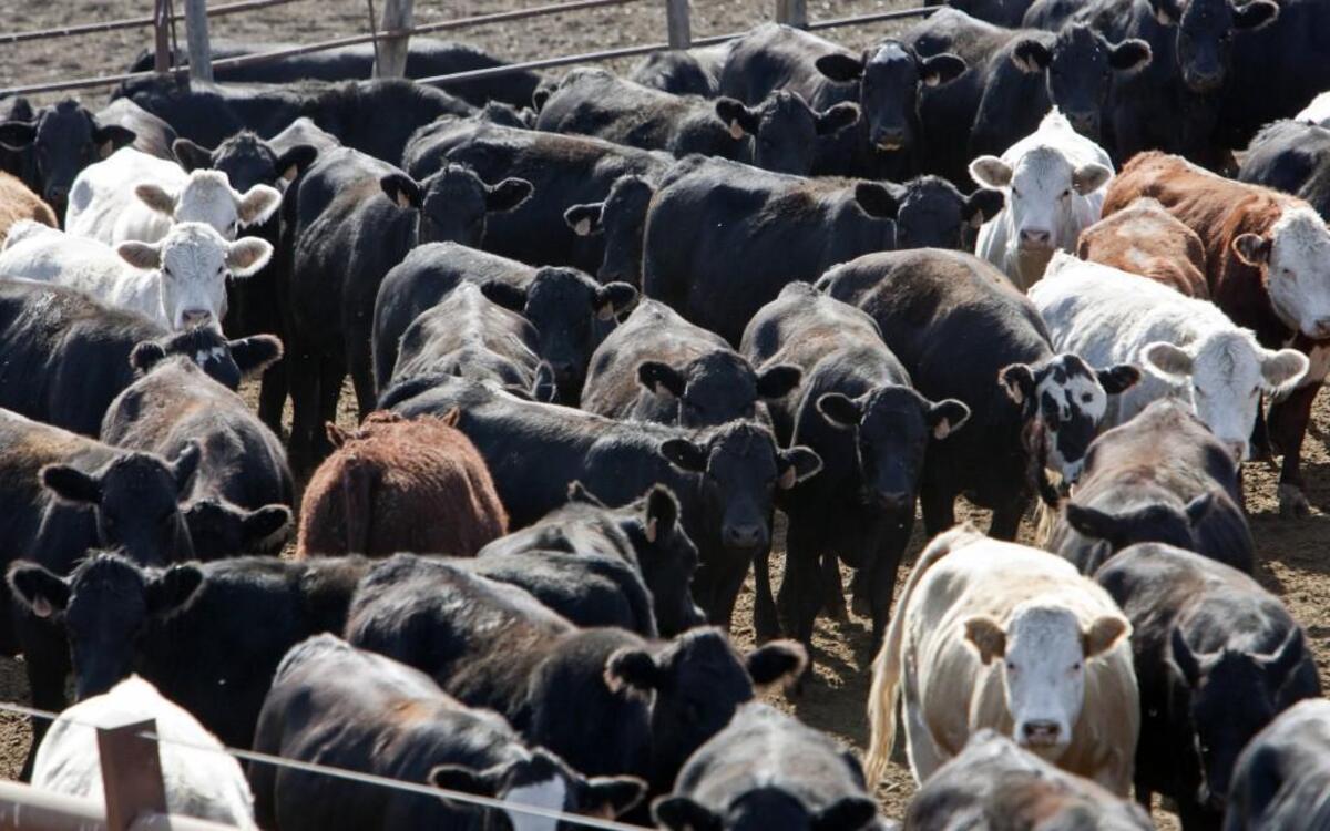 Changing preferences in the beef marketplace have sparked an expansion at National Beef Packing Co.’s Dodge City plant.