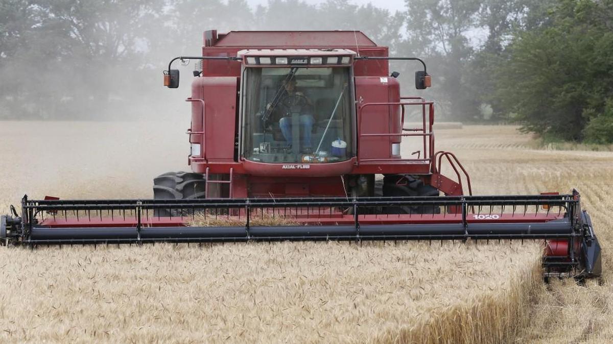 Kansas wheat farmers planted a smaller crop this season, but heavy rain might bump up the yield even higher than last year’s harvest.