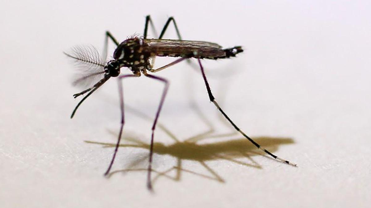 The aedes aegypti mosquitoes spread the Zika virus.