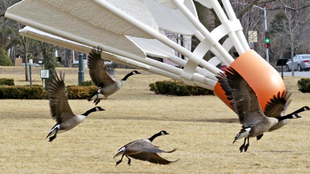 To save money this summer, take a tip from these geese and take a free trip to The Nelson-Atkins Museum.