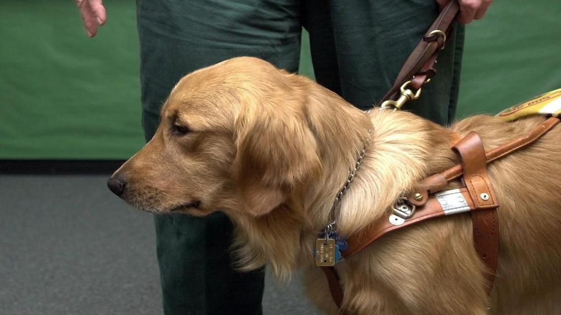 A golden retriever service dog wearing a brown harness standing in front of a person wearing blue pants and a green shirt.