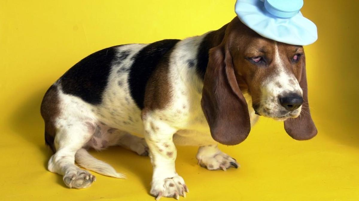 Aratana Therapeutics, a Leawood-based pet pharmaceutical company, on Wednesday said a cranial cruciate ligament surgery product for dogs is now commercially available.