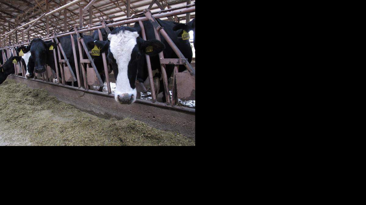 
Building a new dairy is lucrative for rural areas. Constructing a 2,000 cow dairy takes a $14 million to $15 million investment and adds around 20 full-time jobs. 
