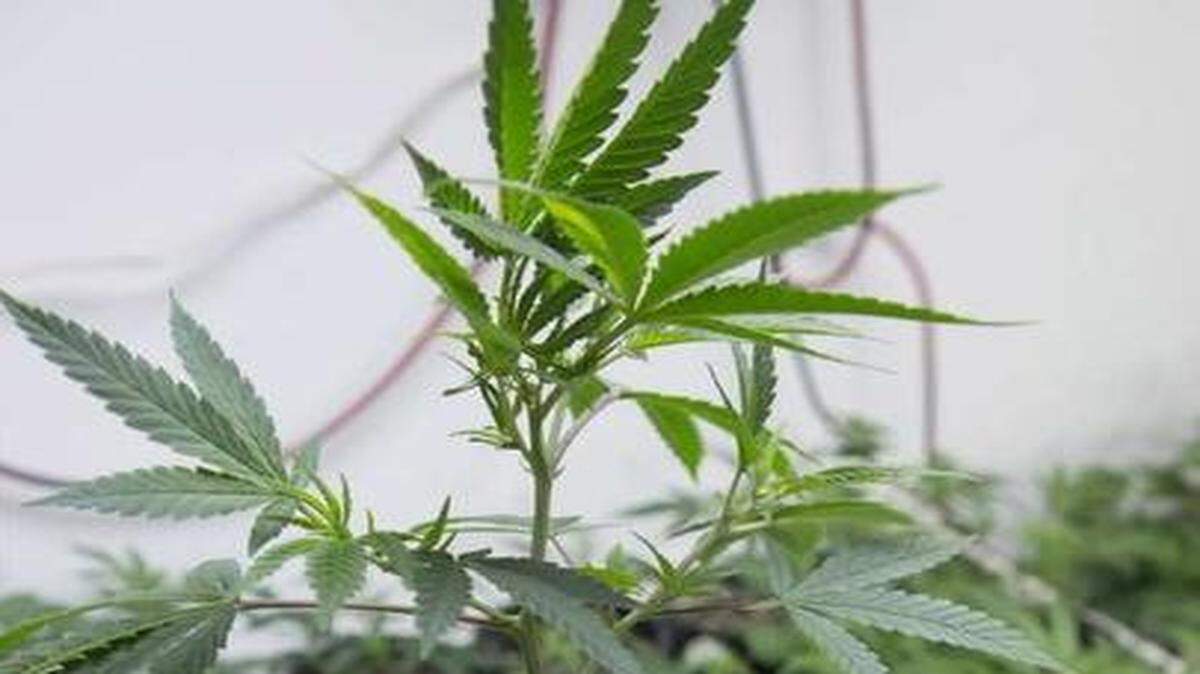 
Surna, based in Boulder, Colo., is the new owner of Kansas City-based Agrisoft, which sells systems that track marijuana and products infused with marijuana from seed to sale. Terms of the deal were not disclosed.
