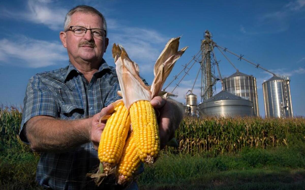 
Ken McCauley raises genetically modified corn on his farm just west of White Cloud, Kan., and has for several years. Consumer fears about eating GMOs may have come too late to matter.
