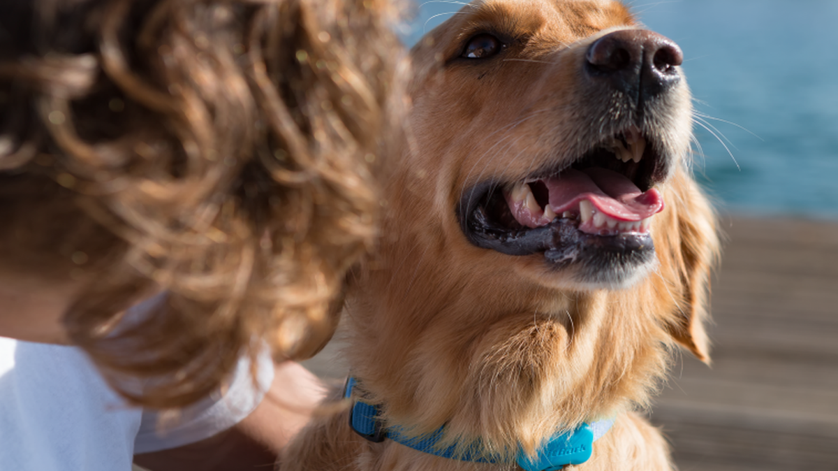 The Fitbark wearable tracker collects activity data that is transmitted to a smartphone app.