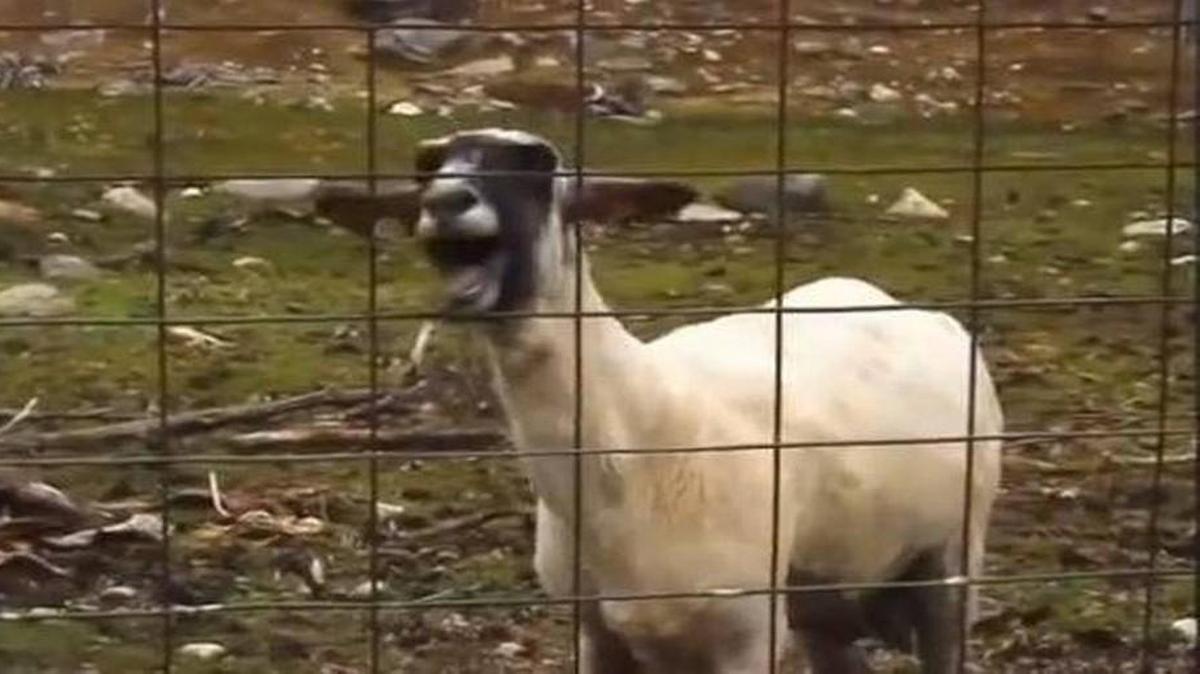 Sprint’s 2015 Super Bowl commercial offered “an apology” to Verizon and AT&T and played off its earlier screaming goat advertisement.