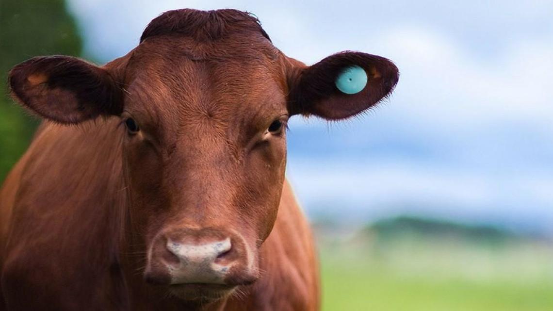 HerdDogg’s round blue DoggTag in this cow’s ear takes the animal’s temperature, tracks its activity and relays the information, along with other data, using Bluetooth technology.