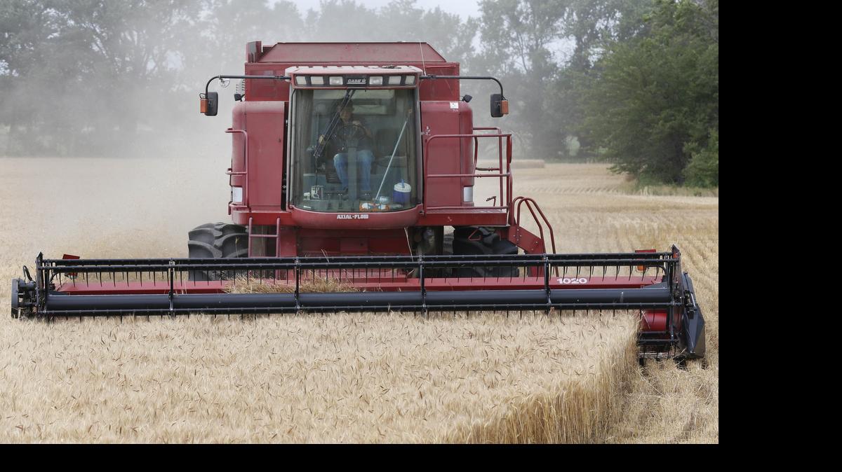
This year’s wheat harvest in Kansas is expected to be the best in at least four years. Updated information on the size of the crop is expected on Tuesday following a tour of the state..
