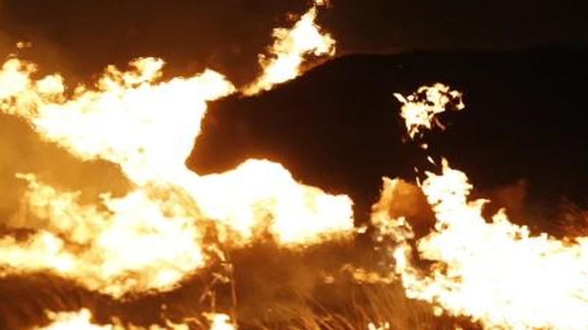 A cow grazed by a wildfire near Protection, Kan., in early March. Disruptions from fires, which included forced evacuations of towns and road closures, slowed manufacturing activity in the state.
