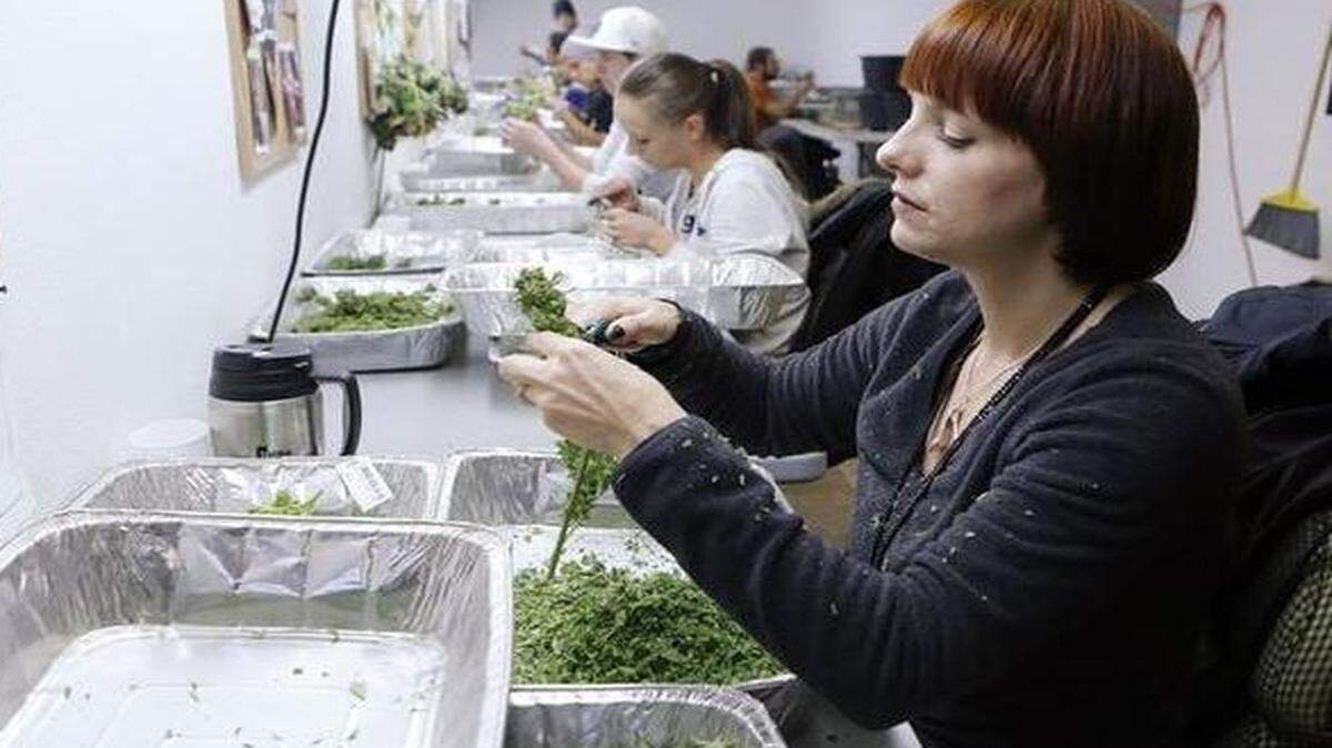 
Workers process marijuana in the trimming room at the Medicine Man dispensary and grow operation in northeast Denver.
