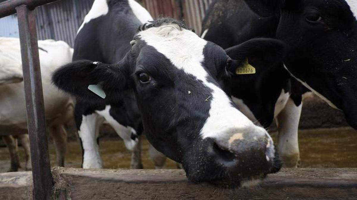 
Advanced Animal Diagnostics, based near Durham, N.C., develops technology aimed at providing more precise care of farm animals so they live healthier, more productive lives. 
