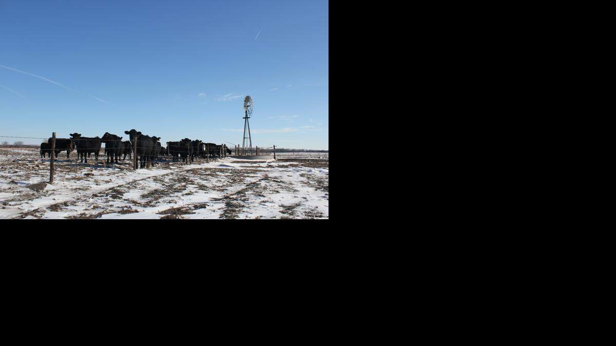 
Cattle take a drink from a tank filled by a windmill in Nebraska. Rancher Dave Wright was hoping to buy part of a neighboring ranch to expand his herd, but the land’s price had gone up sharply.
