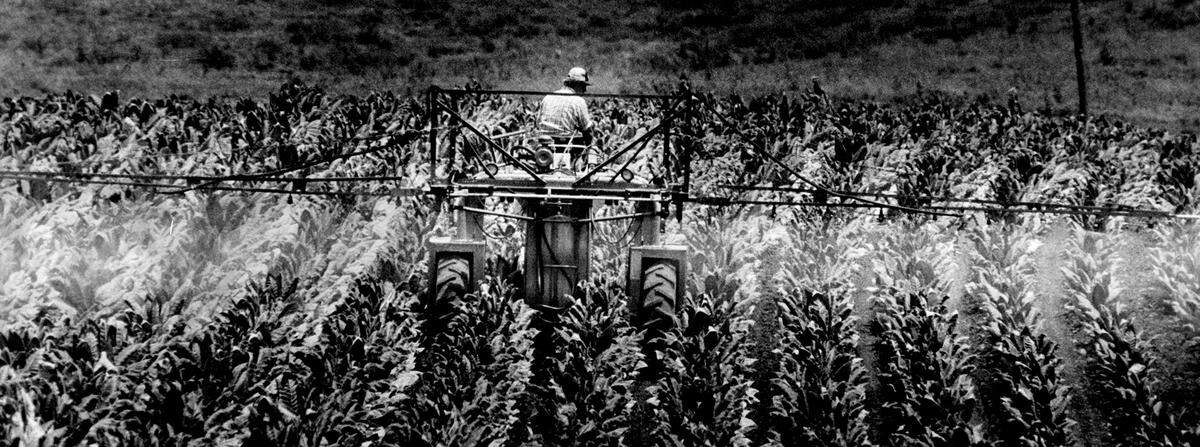 Mike Driskel sprays Orthene on rows of tobacco at the Siler farm near Weston. Orthene is an insecticide produced by the Ortho Co.