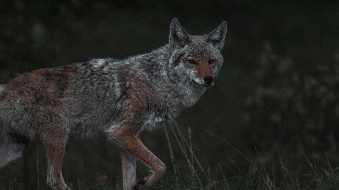 A man was shot and killed while hunting coyotes at night in Iowa, authorities said.