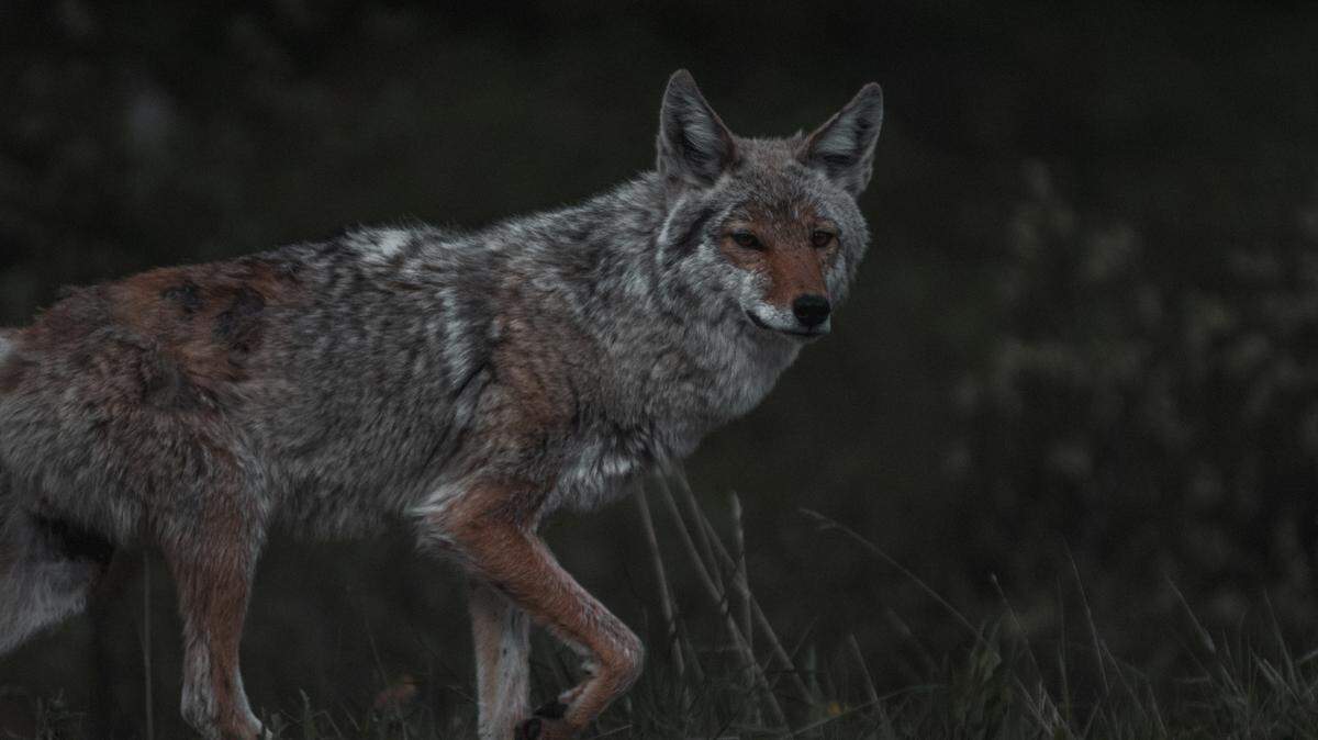 A man was shot and killed while hunting coyotes at night in Iowa, authorities said.
