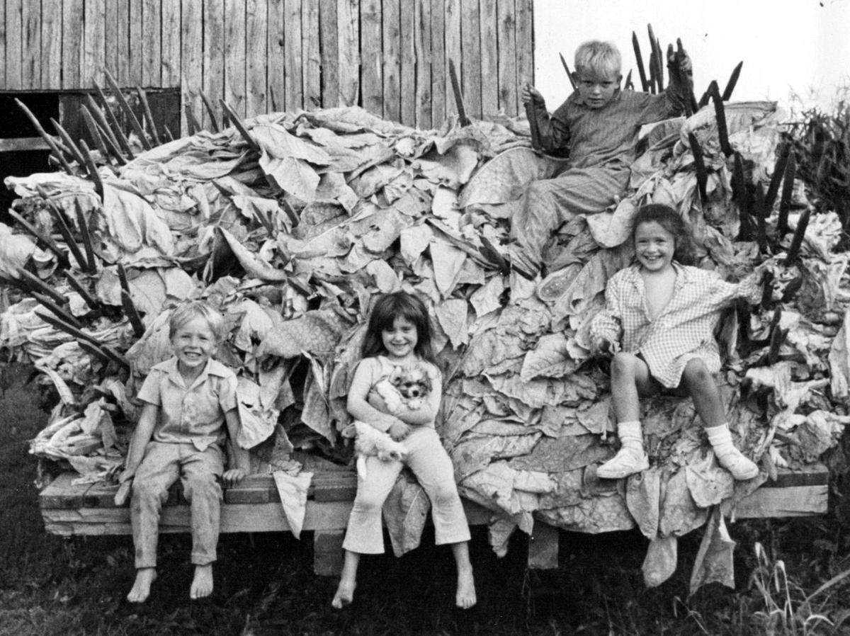 Riding with a load of tobacco to the housing barn are four children of Mr. and Mrs. Bill Lester, from left: Joe, 4; Jana, 5; Kenneth, 8, and Kathy, 7, in this 1972 photo. The load of tobacco stalks were harvested on the Lester farm near Weston in Platte county.