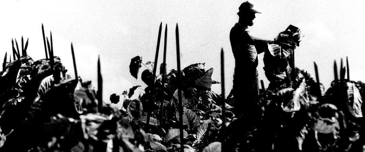 Gene Lewis, above, spikes freshly cut stalks of tobacco onto sticks so that the sun’s rays cause the plants to wilt.