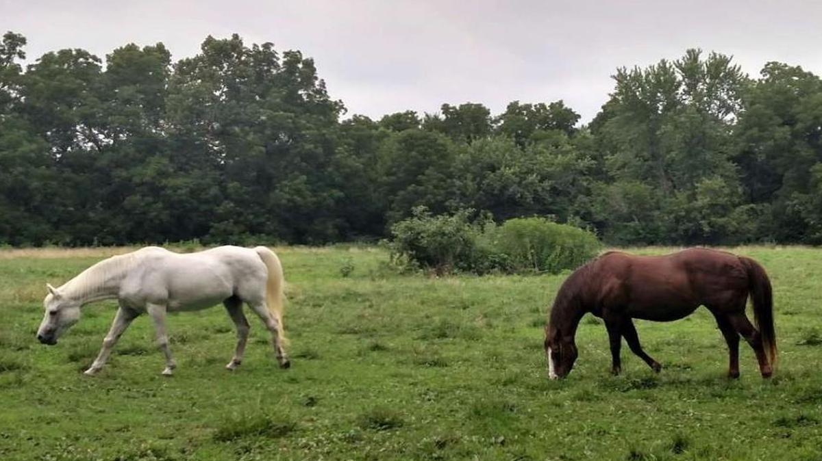 Two horses disappeared in Thursday’s floods in Overland Park. Lytia, the white horse on the left, was found dead amid debris in the Blue River west of U.S. 69. Agapey, on the right, remained missing Sunday.