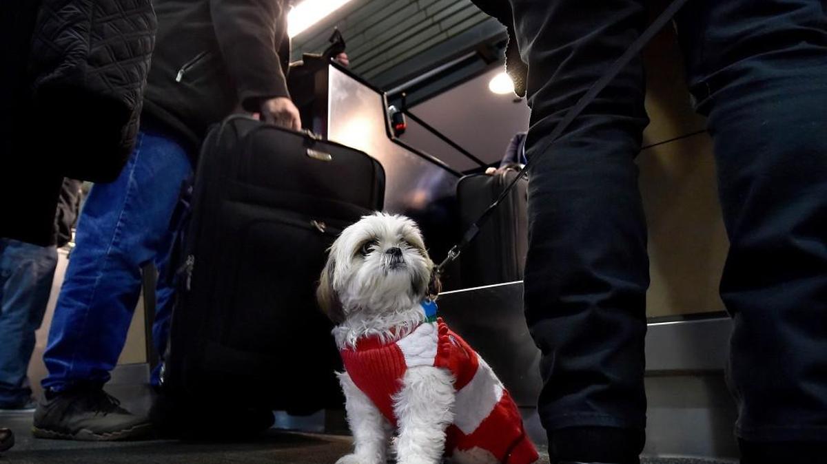 'Tis the season for holiday travel and ugly sweaters, and Didi, the Duchess Diva, as her owner calls her, was in the thick of it all Wednesday, standing in line at KCI to check luggage for her flight to Seattle. Vicki Wilkins (right) of Kansas City, Didi's guardian, got the pair checked in and on their way for a holiday celebration with family and friends. Dog treats were included.
