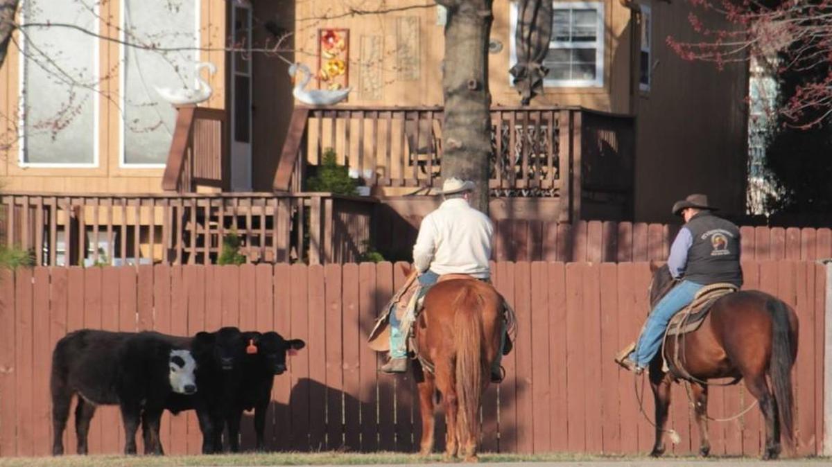 Olathe residents spotted a few cattle wandering near Raven Ridge Park, at Harold and Iowa streets, early Thursday morning. The cows’ owners came to collect them.