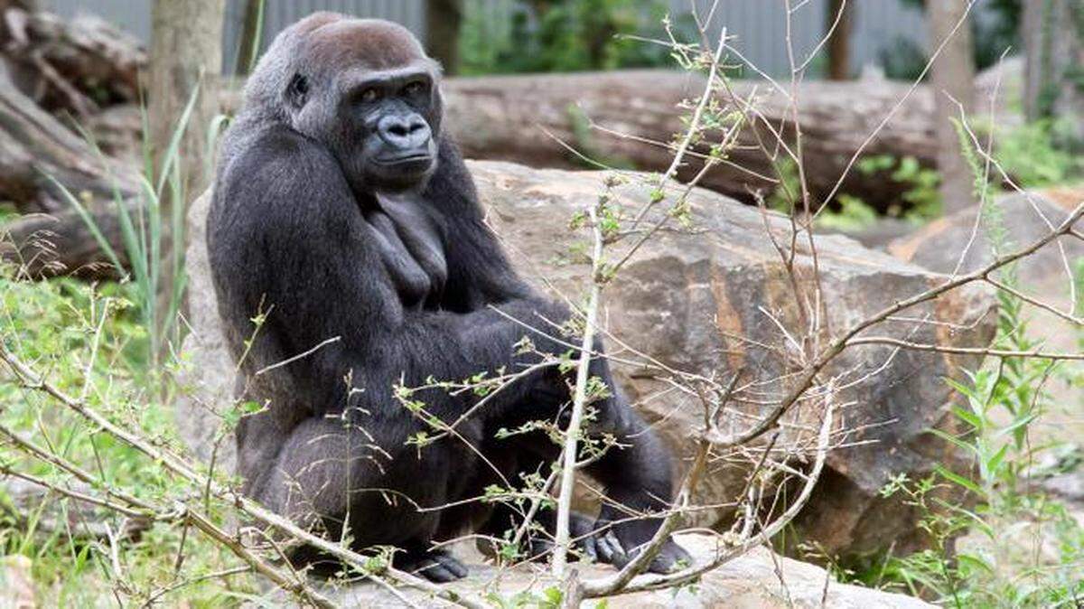 
Makari, a 27-year-old gorilla at the Kansas City Zoo, is pregnant and expecting a baby in June.
