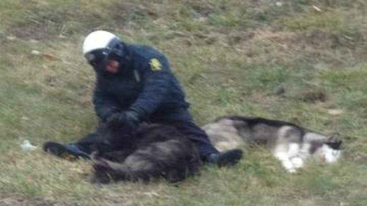 
Debbie Davis of Belton snapped this photo Tuesday morning of an officer waiting with stray dogs for animal control officers to arrive. 
