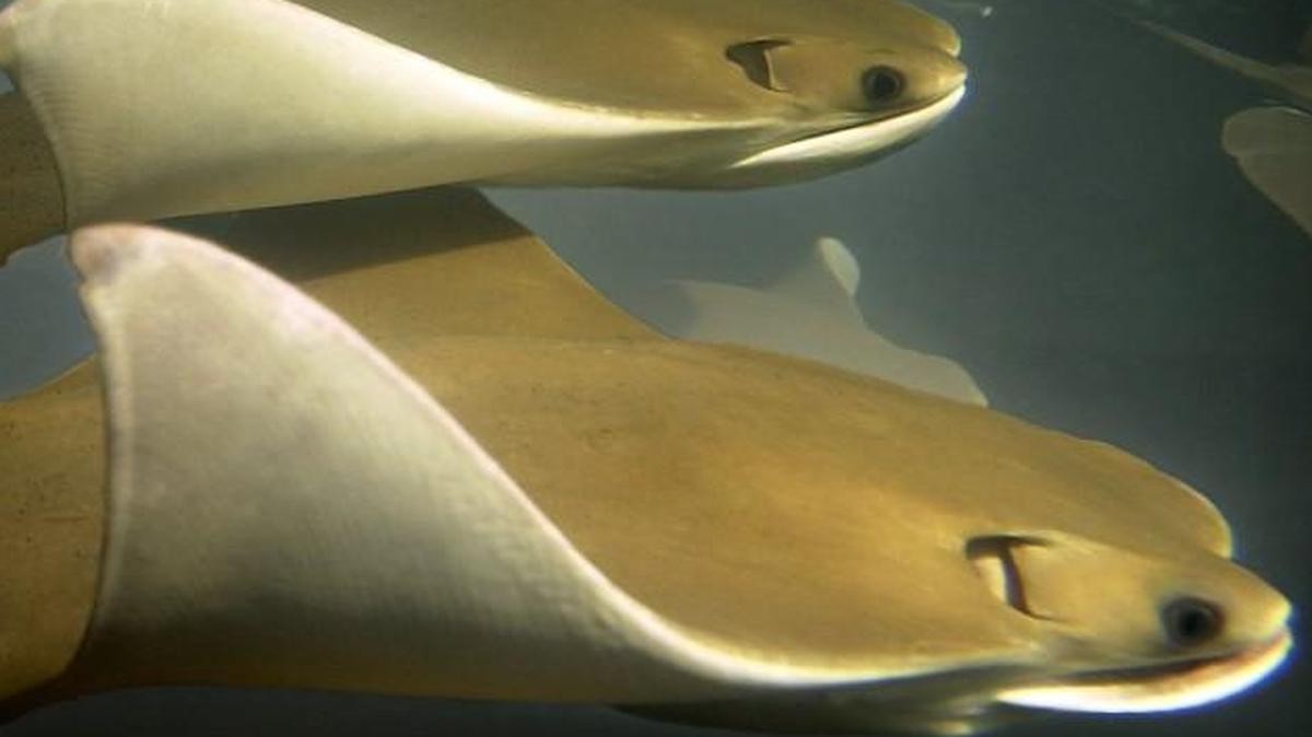 The Kansas City Zoo plans next year to open a petting exhibit with cownose stringrays, like these, and small bamboo sharks.