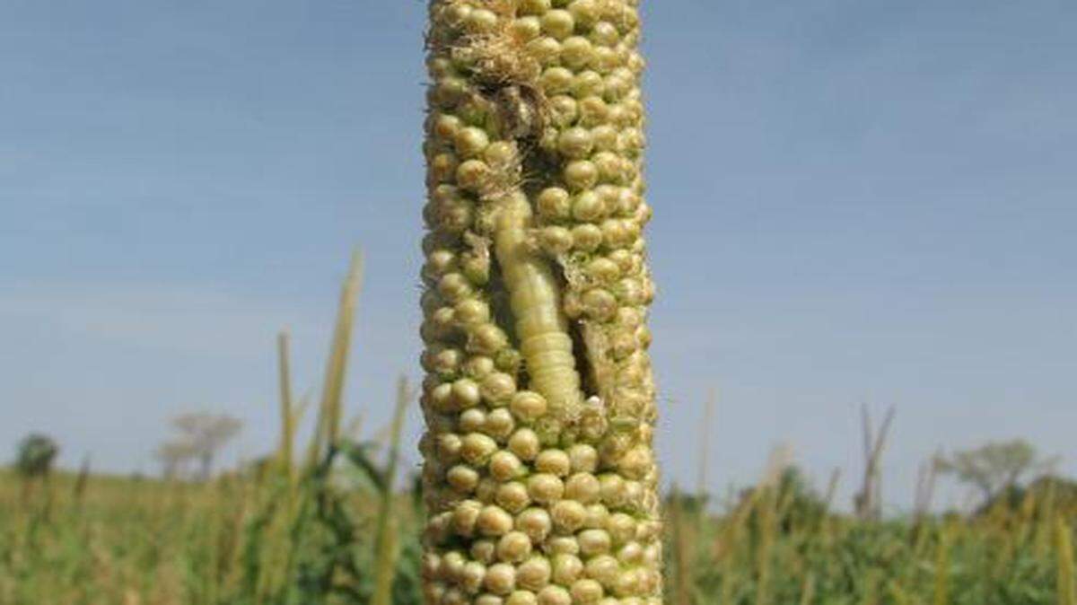 
The millet head miner larvae feast on grain. Researchers have identified wasps that are natural predators to the larvae, which in turn protect the crops.
