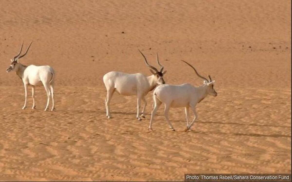 Adult addax in the Sahara desert.