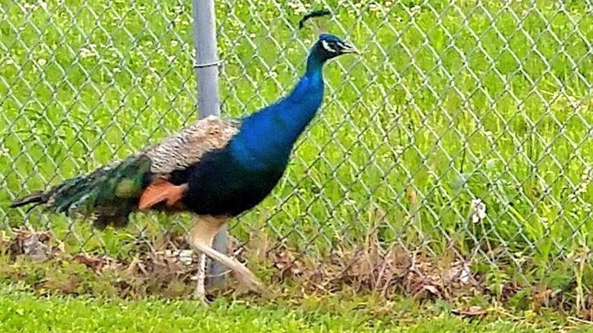 The stray peacock at a Johnson County sports complex isn’t something animal control officers deal with on a daily basis. But that’s what happened last week. A Lenexa animal control officer helped capture the wayward bird.