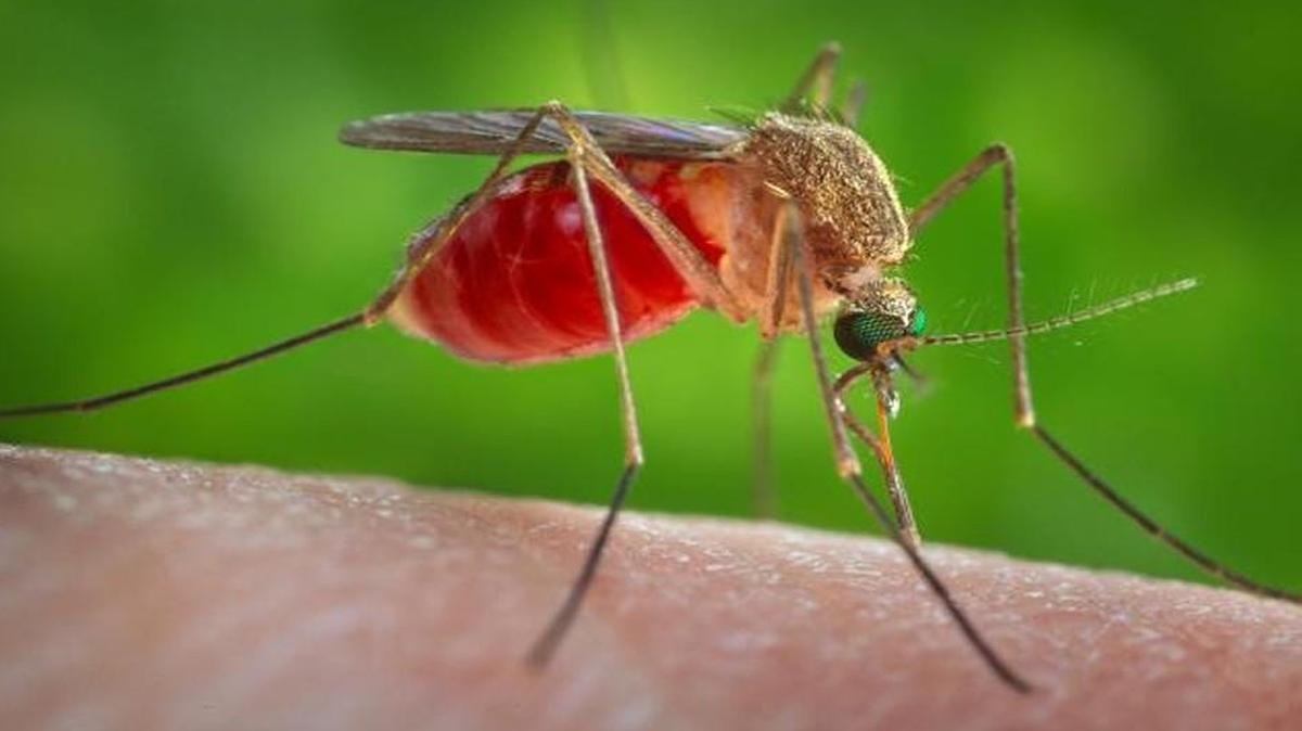 A female Culex quinquefasciatus mosquito, which is known as one of the species of mosquito to carry West Nile Virus.