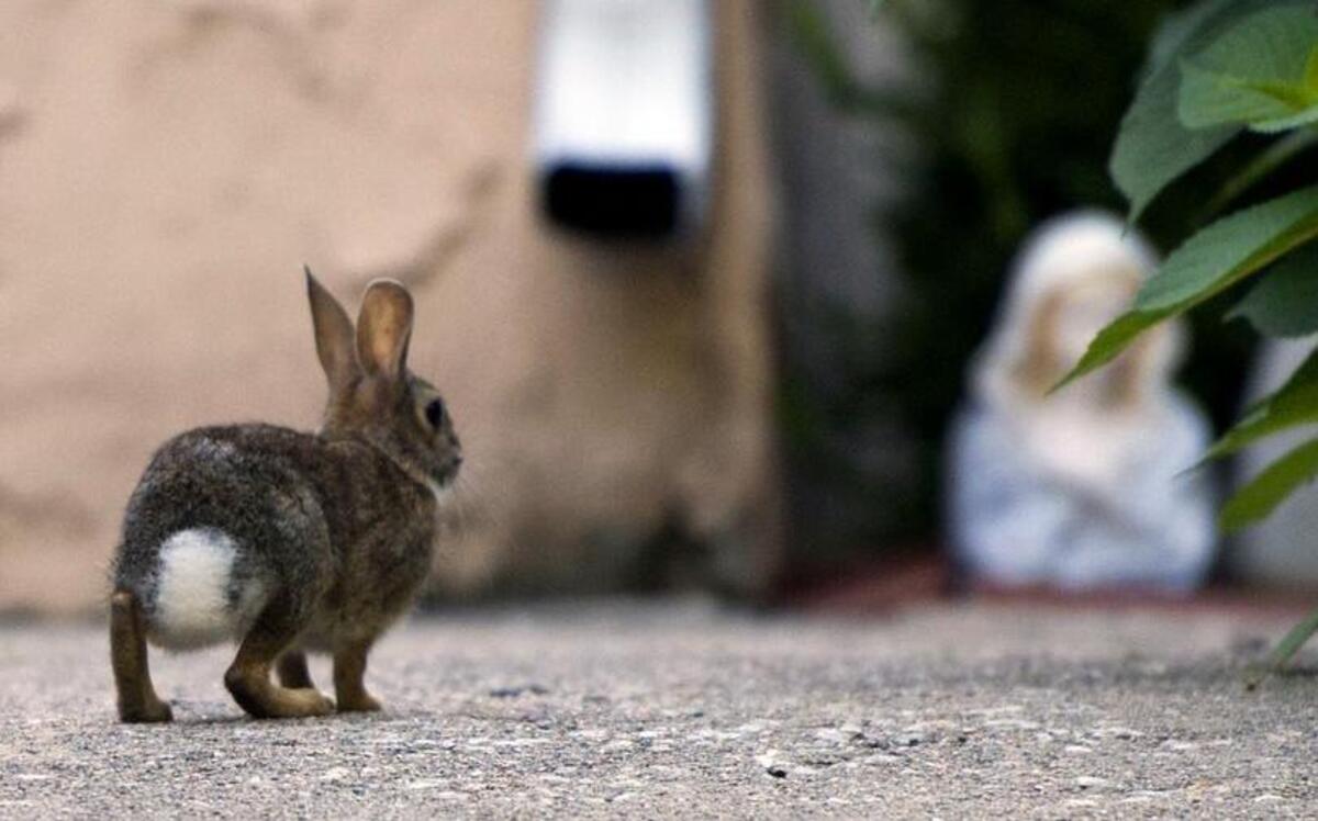 
Environmental factors this year have helped create an influx of rabbits, especially cottontails, hopping through residential neighborhoods and devouring plants. 
