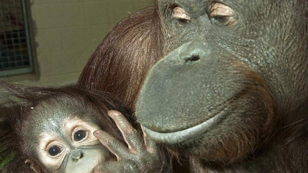 
Orangutans at the Kansas City Zoo.
