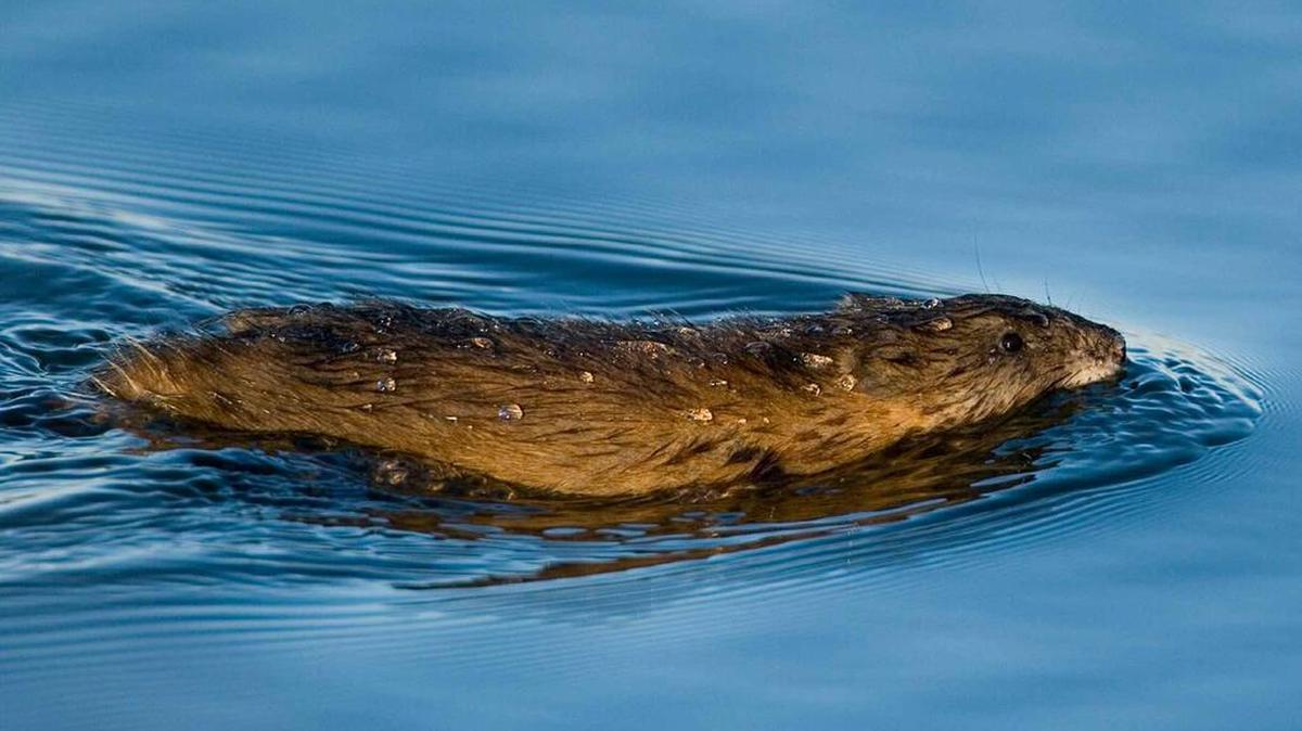 Muskrats are medium-sized semi-aquatic rodents, commonly found throughout the U.S. The Missouri Department of Conservation says muskrats help control populations of plants and small animals they consume; however, muskrats can also be considered a nuisance for some.