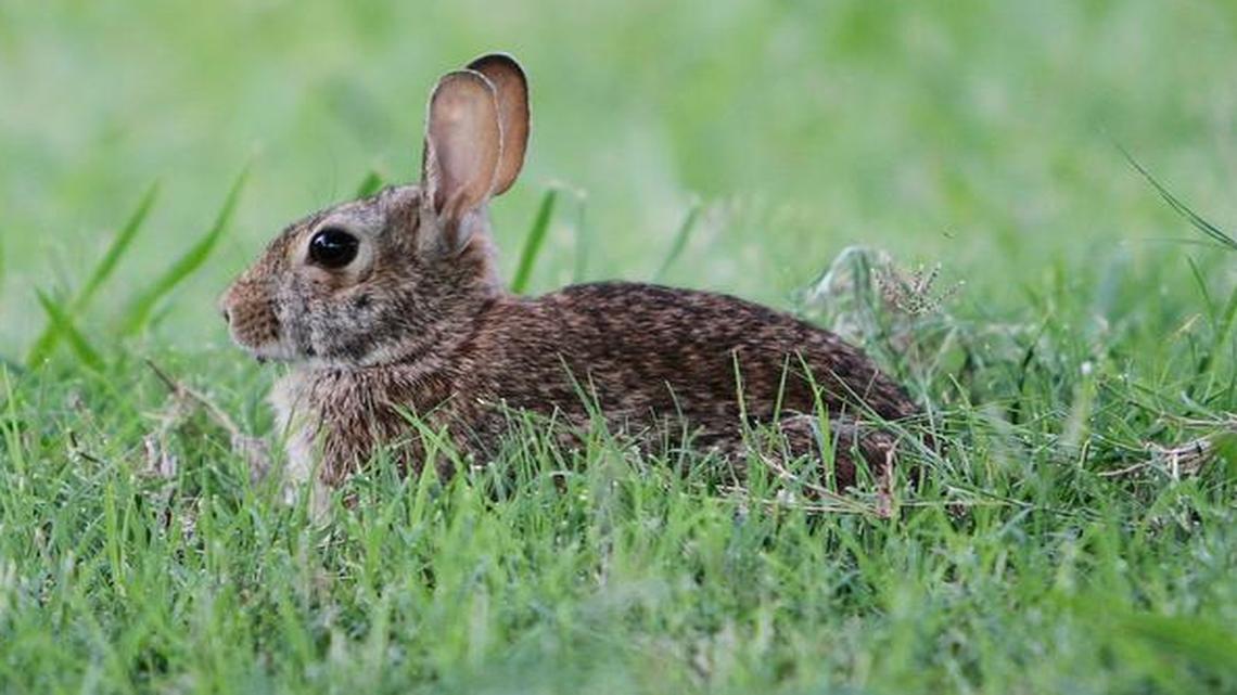 Rabbits are out in full force this summer.