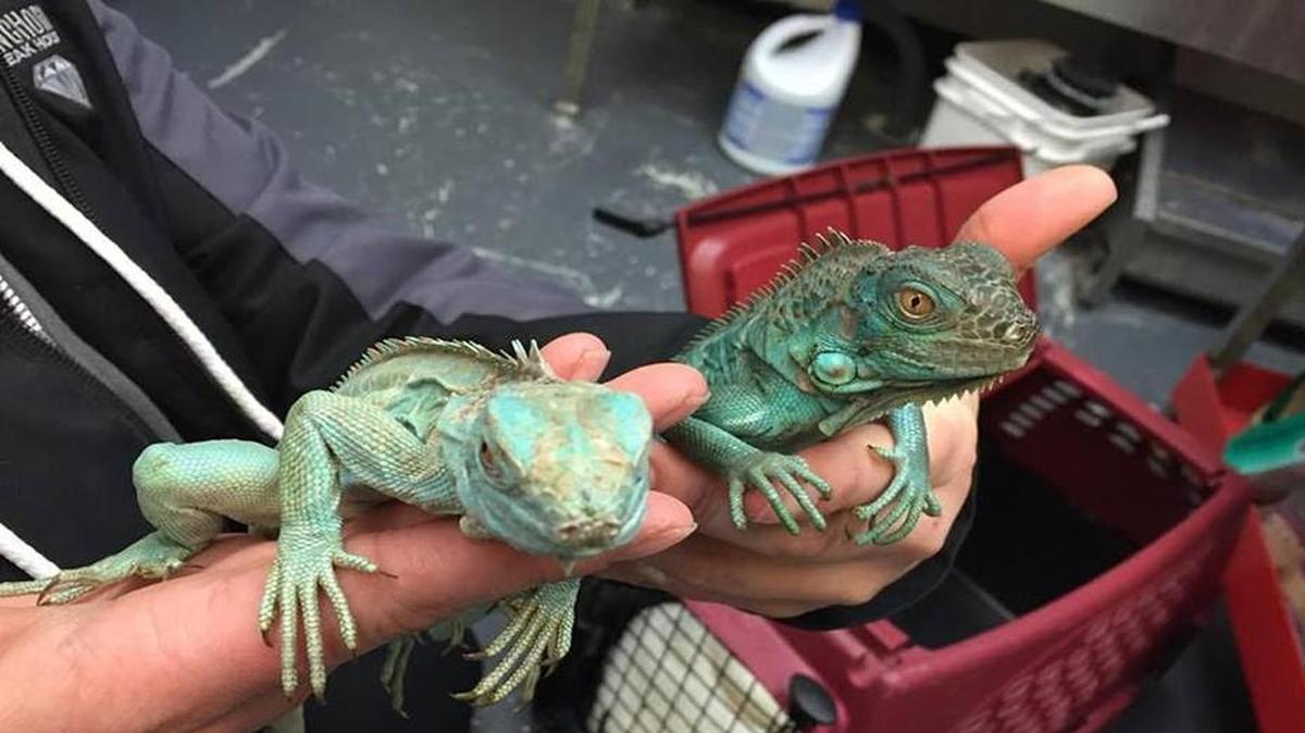 The KC Pet Project took in an unusual assortment of animals this week, including these iguanas. The shelter also took in five other reptiles from one home.