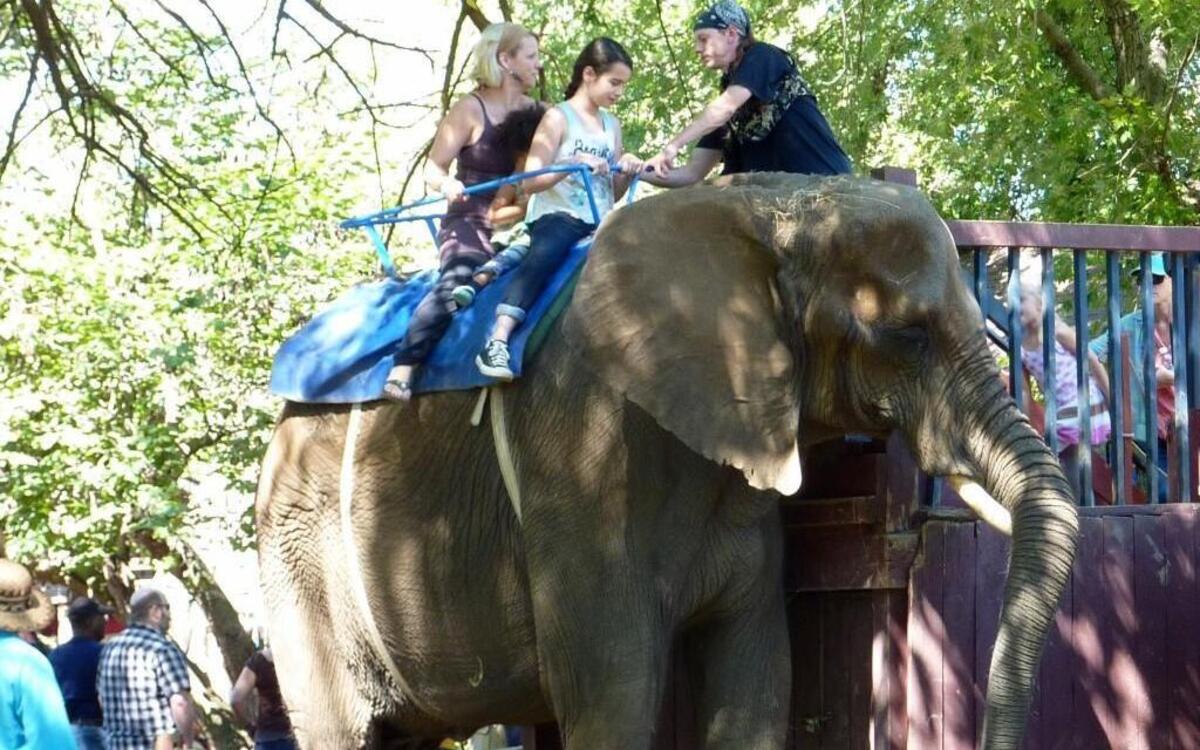 The Kansas City Renaissance Festival will no longer offer rides on elephants.