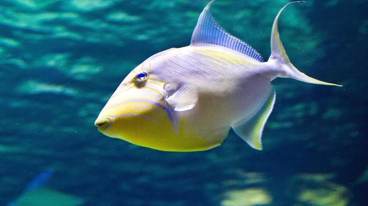 Since when do fish drink coffee?