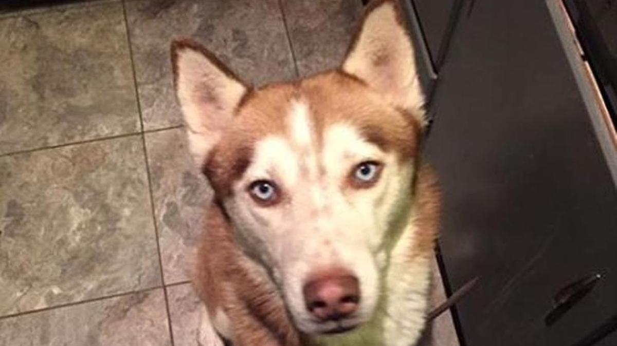 Koda made a nine-month journey from New Mexico to Kansas City.