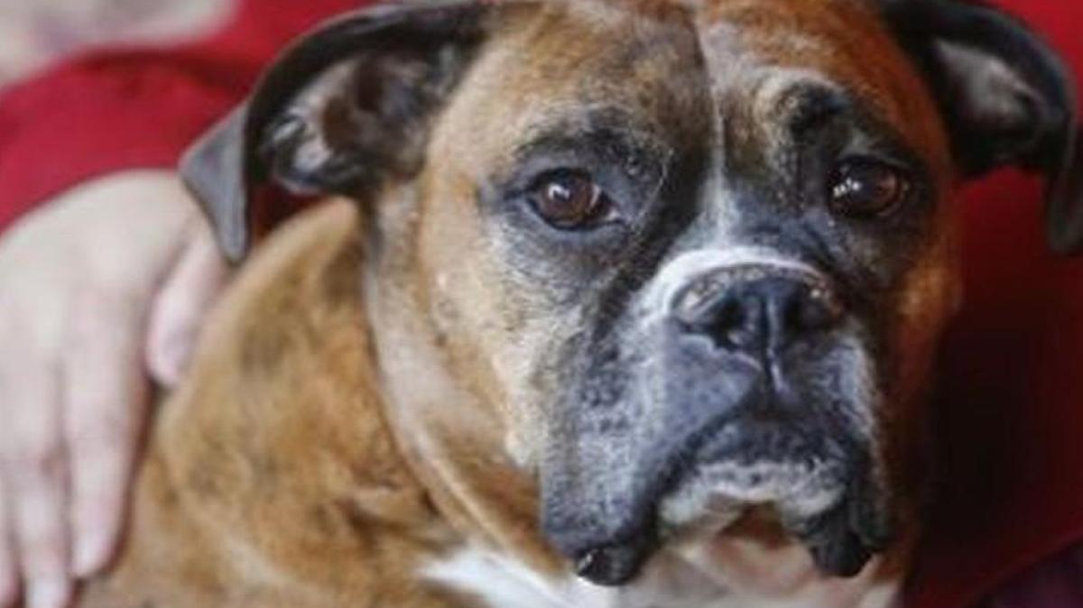 One of the dogs in an alleged mauling that killed an elderly Missouri man was adopted.