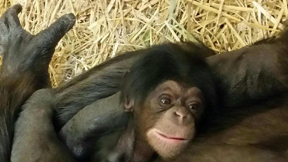 Gracie, a female chimpanzee, was born on Jan. 9 at the Kansas City Zoo.