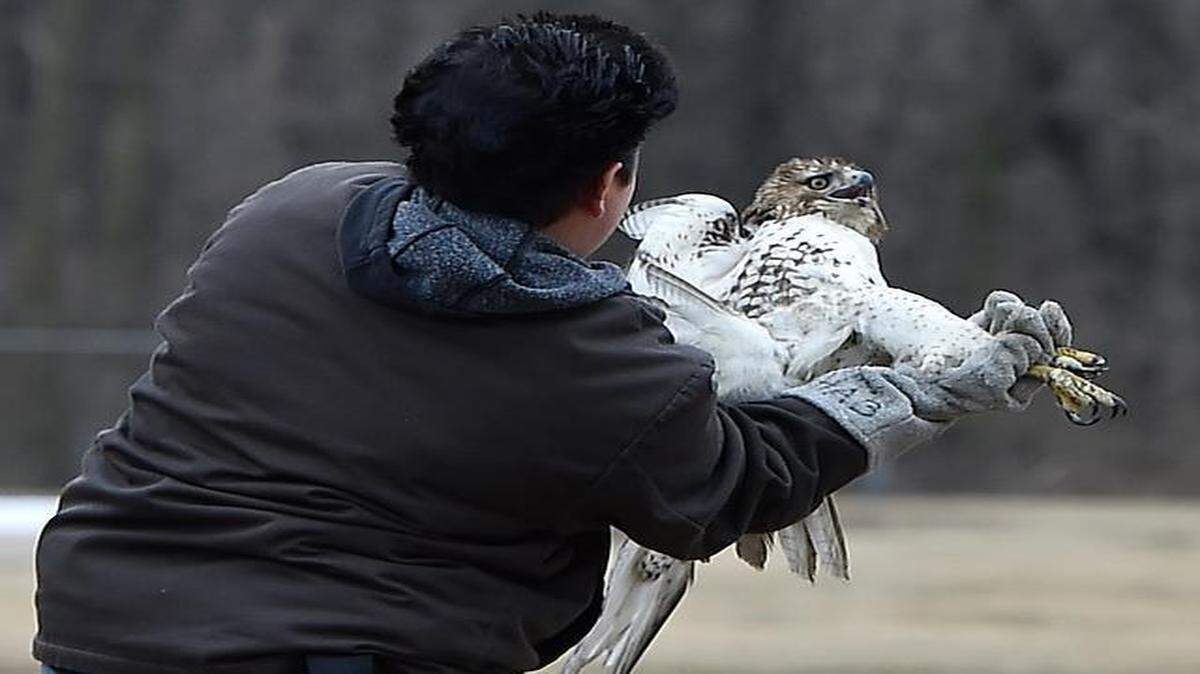 
A young female red-tailed hawk that flew through a window last month was released Tuesday at South Oak Park in the Waldo neighborhood by Kimberly Hess, director of Lakeside Nature Center.
