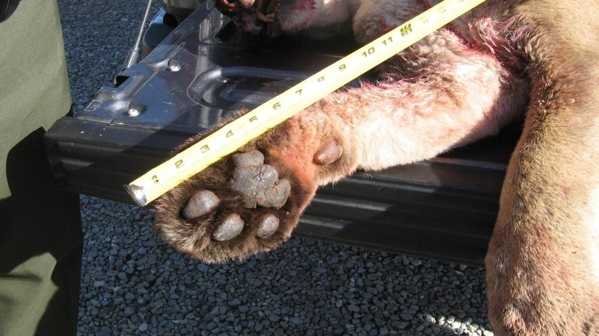 
State troopers euthanized a mountain lion May 12 after it was hit by a car in Laclede County, Mo. Its paw measured 5 inches.
