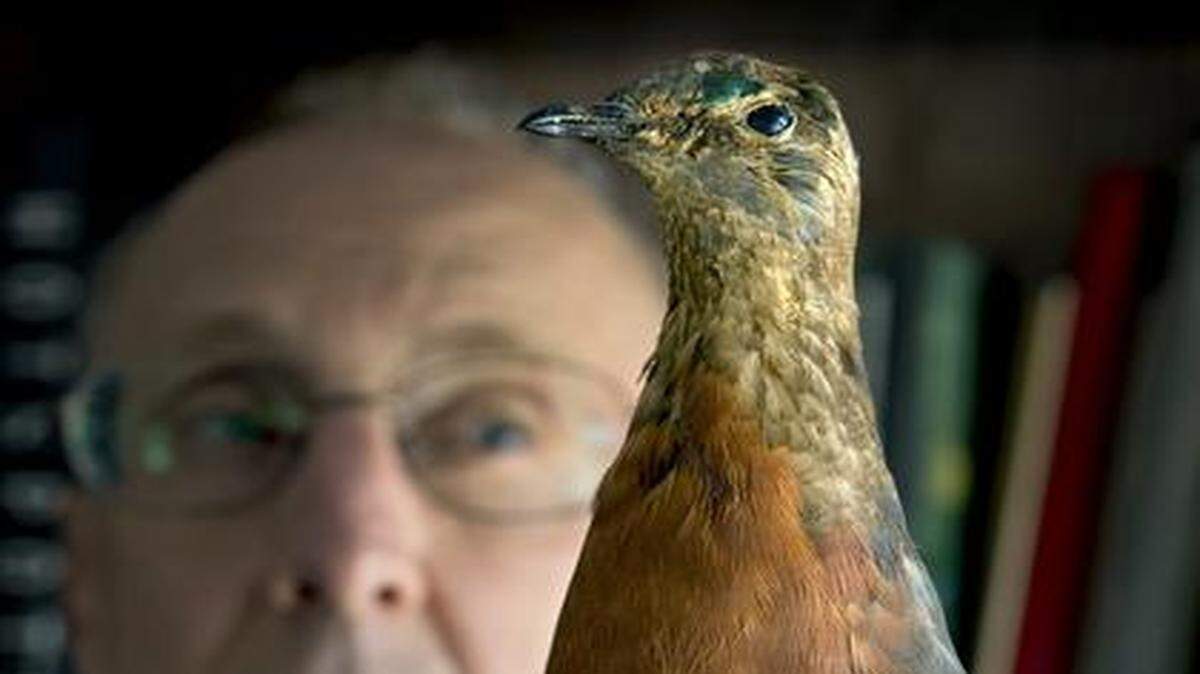 
The last known passenger pigeon died on Sept. 1, 1914. Mark Robbins, ornithology collection manager for the University of Kansas Biodiversity Institute, recently held one of the passenger pigeon specimens in KU’s collection in Lawrence.
