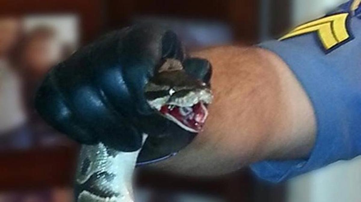 
Mount Vernon Police Cpl. Shaun Cobb used the dull edge of a butter knife to force the snake’s jaw apart.
