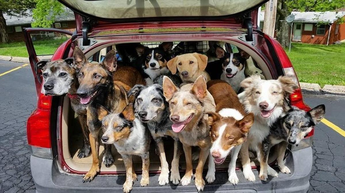 Independence police responded to an usual call Wednesday — about 20 dogs were seen in a single vehicle. It turned out the dogs, which were being well cared for, were headed to a dog show.