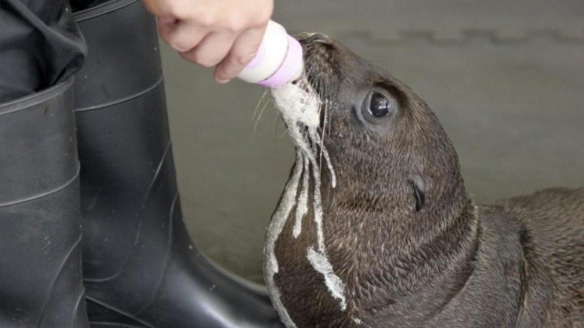 
Delilah, a rescued sea lion, was fed by a keeper at the Kansas City Zoo in 2010.
