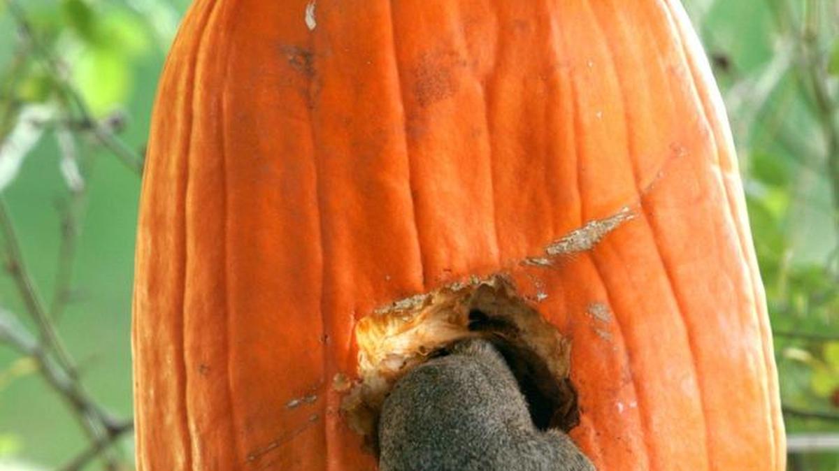 Would pumpkin insurance cover damge by squirrels?